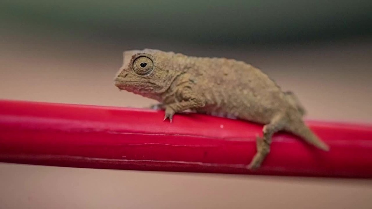 Zoo britânico apresenta filhotes de camaleão-pigmeu do tamanho de ponta de lápis thumbnail