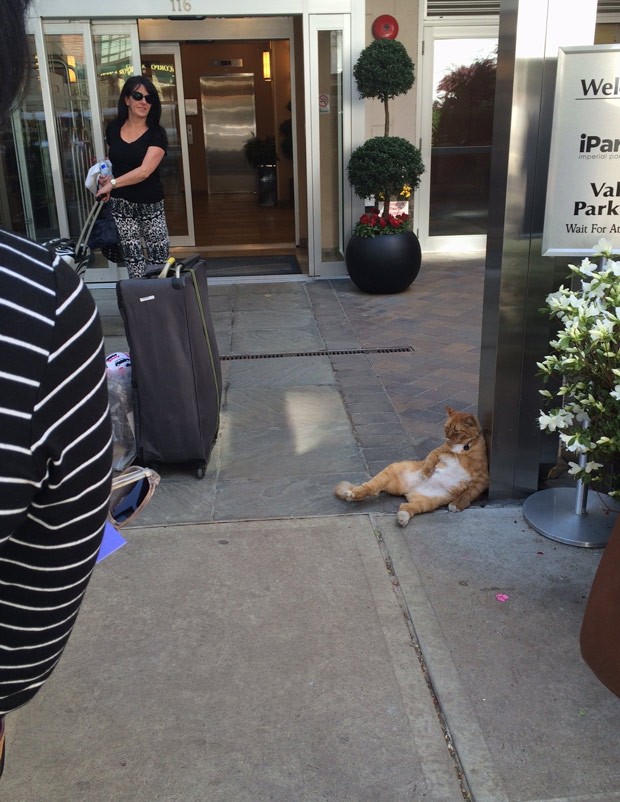Gato fez sucesso na web ao ser fotografado na 'maior preguiça' em hotel (Foto: Reprodução/Reddit/TheLoudestMeows)