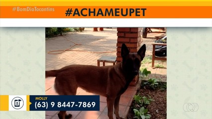 Veja como ajudar os tutores da Molly a encontrá-la