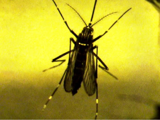 Descubra por que está mais difícil combater Aedes aegypti (Foto: Rede Globo)