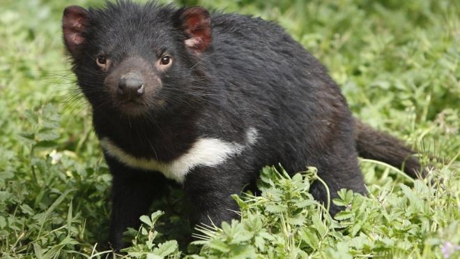 Diabos-da-tasmânia nascem na Austrália continental 3 mil anos após desaparecimento thumbnail