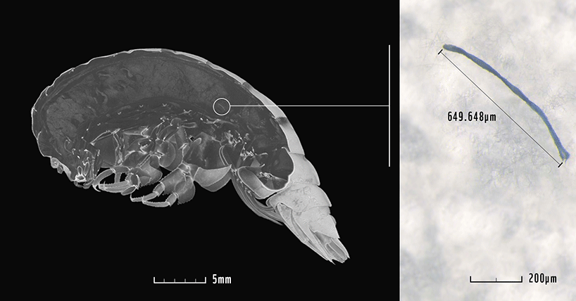 Nova espécie de anfípode foi encontrado na Fossa das Marianas, o local mais profundo do mundo. Especialistas descobriram grande quantidade de plástico no trato digestivo do animal (Foto: Weston et al., 2020, Newcastle University)