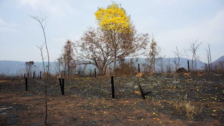 Fogo, queimada, Amazônia, Altamira, floresta, Pará, BR-163, rodovia, desmatamento  (Foto: Emiliano Capozoli/Ed.Globo)