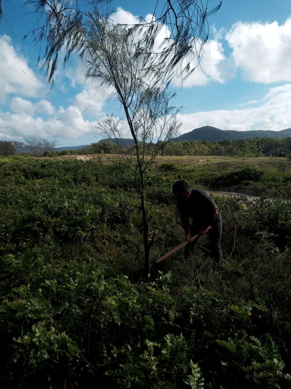 Corte da casuarina (Casuarina equisetifolia)  — Foto: Marcos Eugênio Maes/ IMA