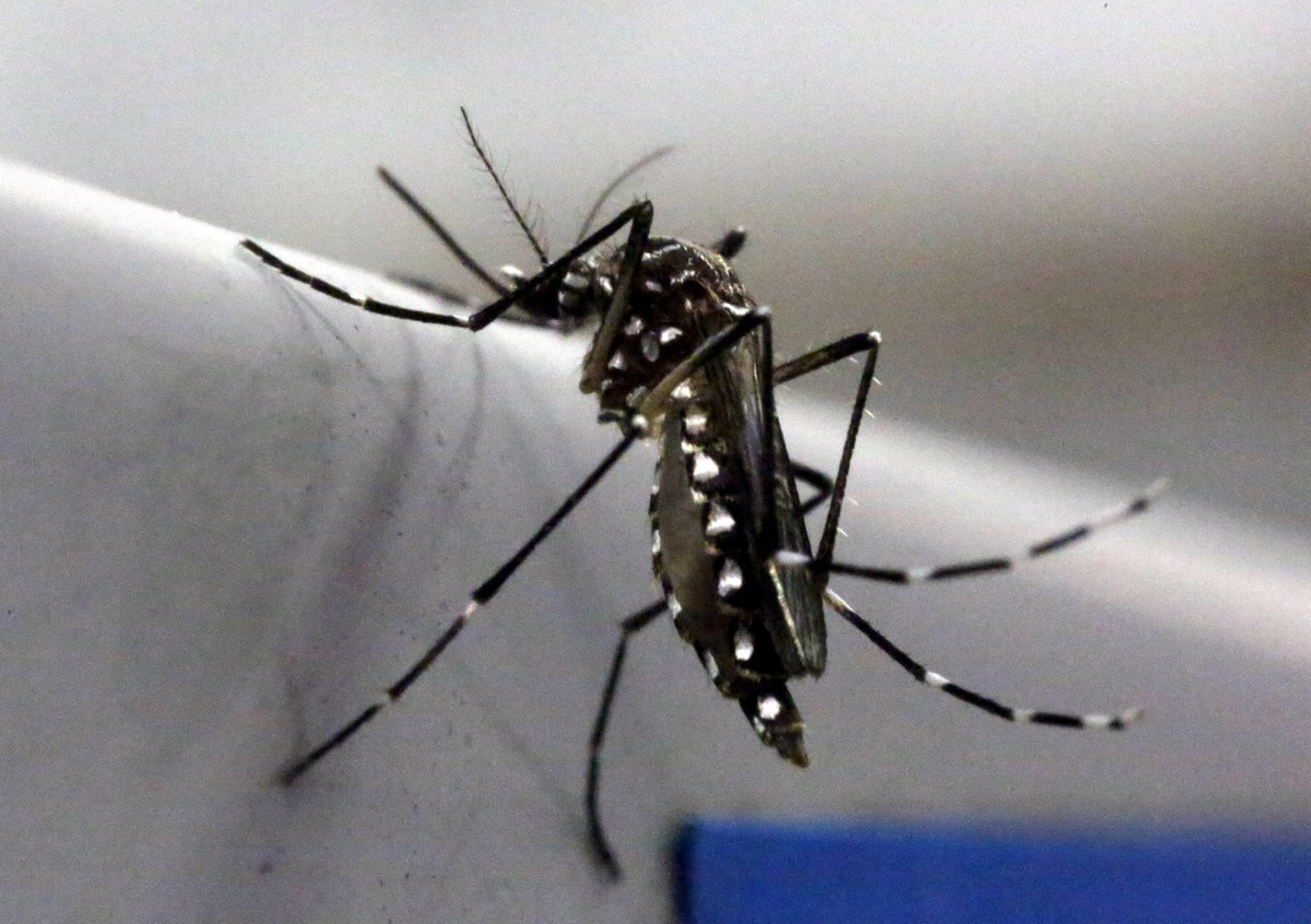 Barrio más infestado de mosquitos del dengue en Campinas tiene 19 de cada 100 propiedades con criaderos y alerta sanitaria |  Campinas y región