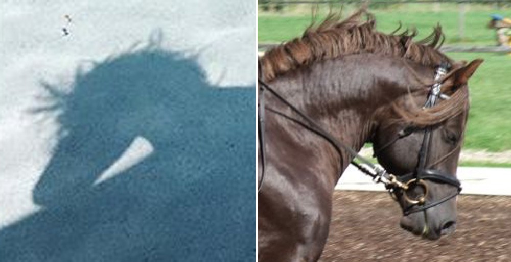 Sombra parece com cavalo? (Foto: Reprodução/Instagram)