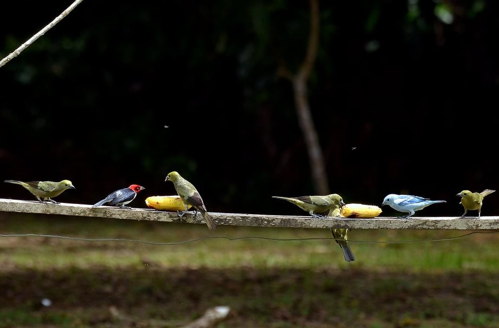 Aves visitam comedouros em Presidente Figueiredo (AM) — Foto: Vanilce Souza/Arquivo Pessoal