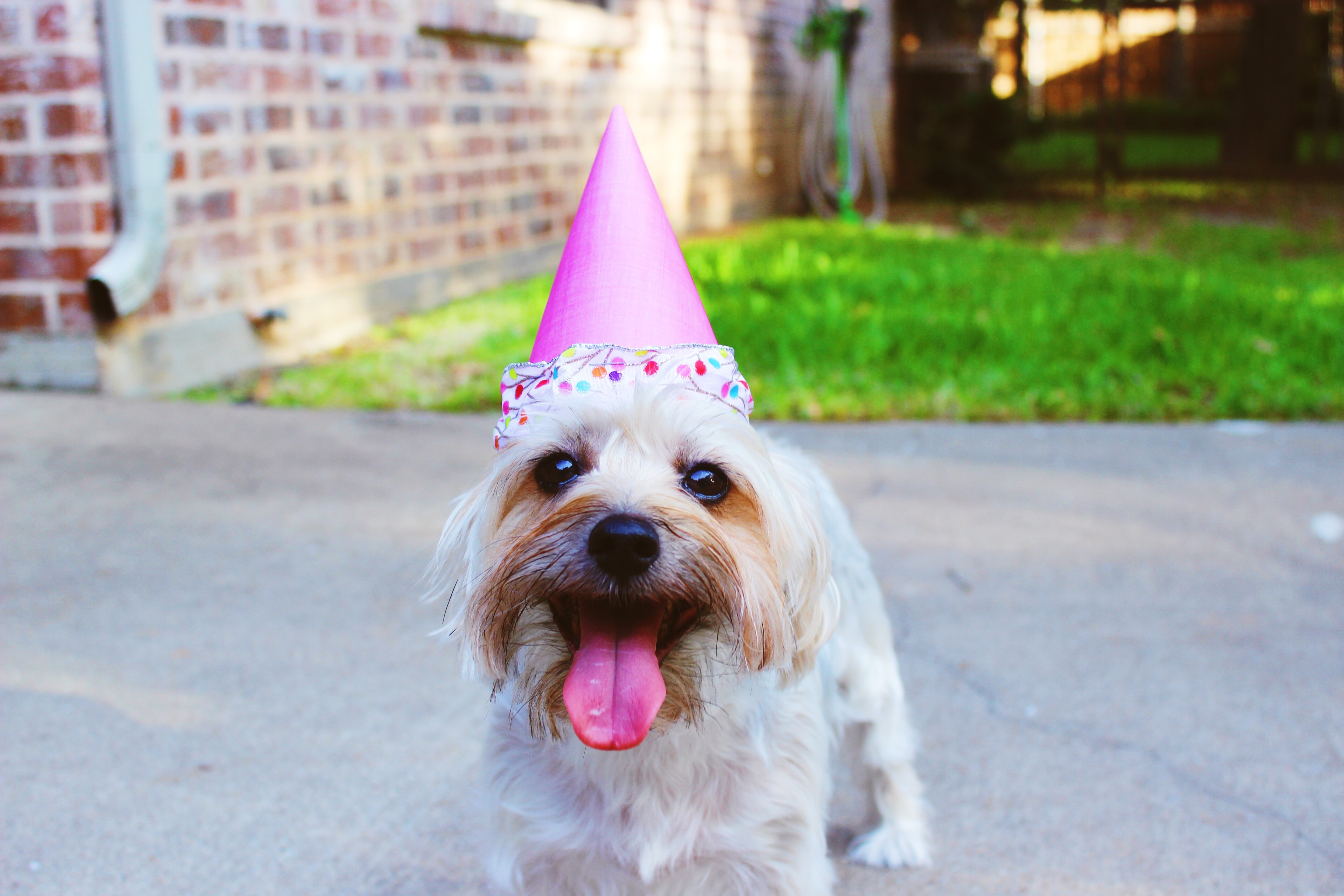 Cientistas criam novo método de calcular a idade humana de cachorros. Acima: cão sorri enquanto usa chapéu de aniversário  (Foto: Delaney Dawson/Unsplash)