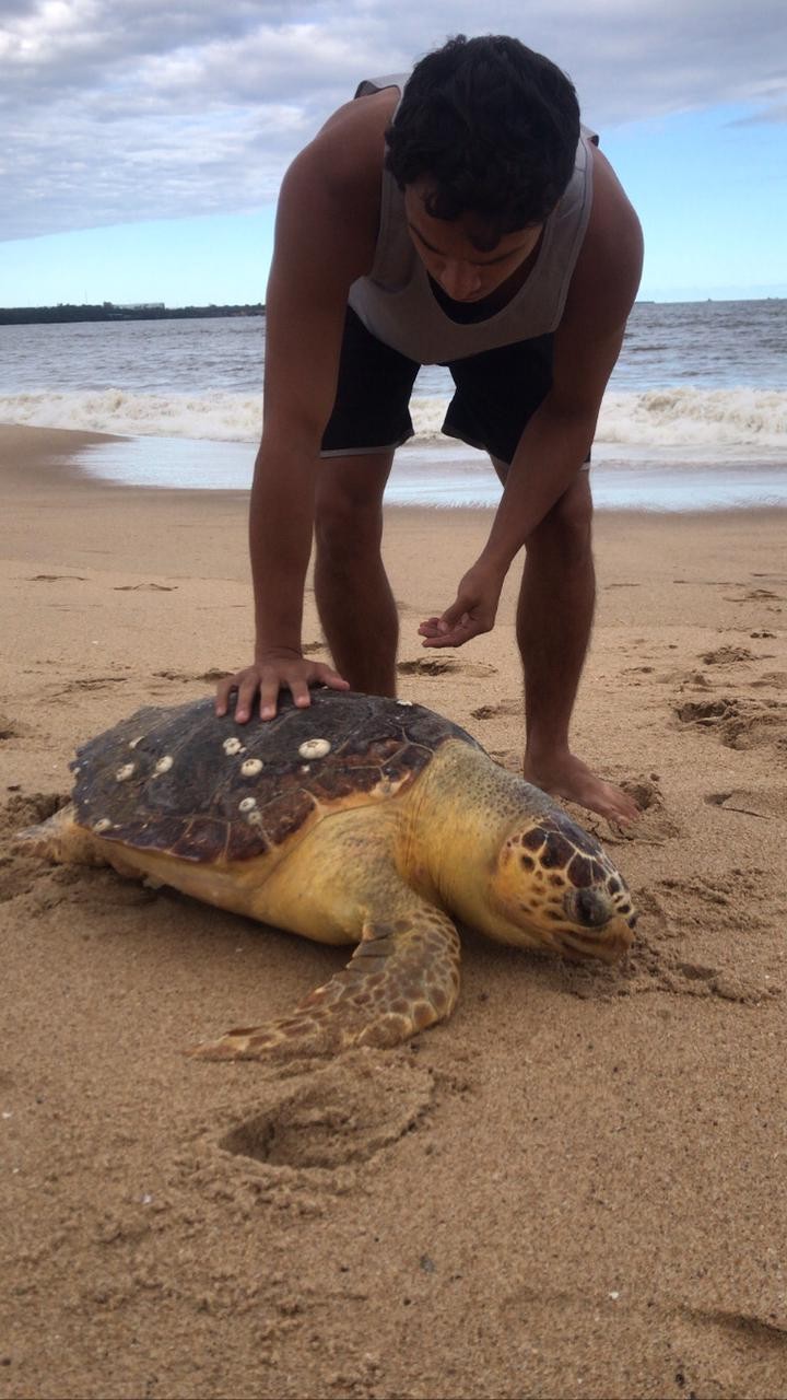 Tartaruga marinha é encontrada morta em praia de Vitória