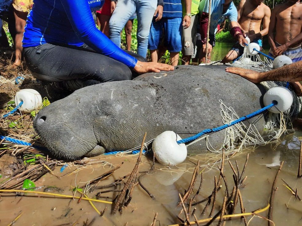 Resgate de peixe-boi foi realizada pela Aquasis com o apoio da comunidade do local. — Foto: Divulgação/Aquasis