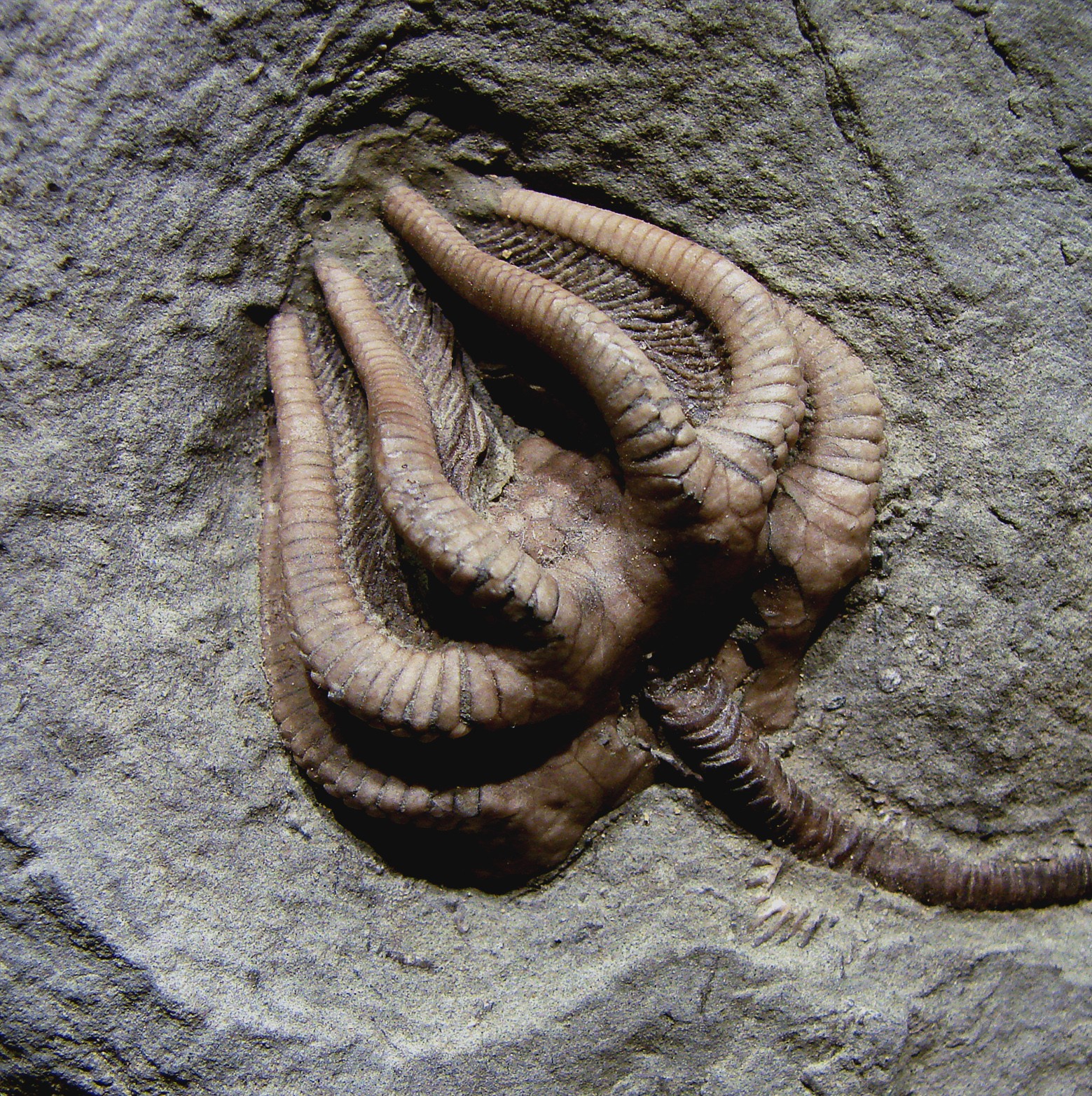 fóssil de um crinoide (Foto: Wikimedia Commons)