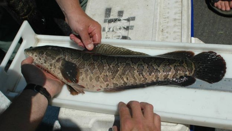As diferentes espcies de peixe cabea-de-cobra podem chegar a mais de 80 cm de comprimento  Foto: FWS/BBC