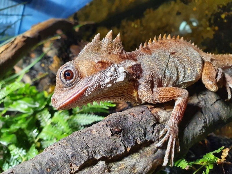 Após pôr ovos, lagarto fêmea muda de sexo e se torna macho na Austrália (Foto: Sea Life Melbourne Aquarium)