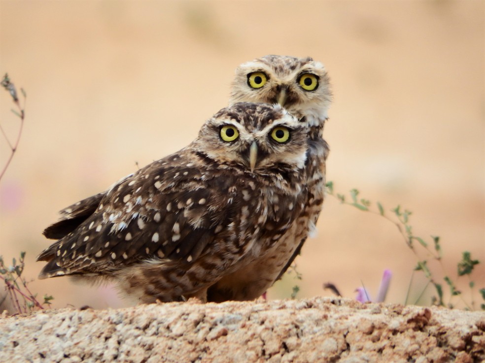 Na observação de aves, Pedro destaca o registro das corujas — Foto: Pedro Medeiros/VC no TG