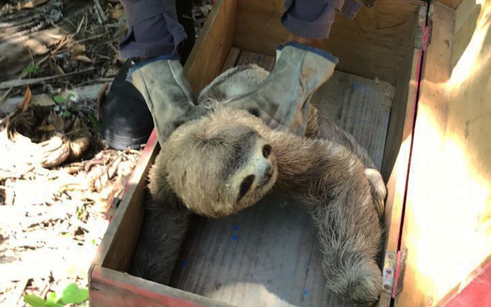 Bicho-preguiça estava em bananal de Teixeira de Freitas quando foi achado por bombeiros — Foto: Divulgação/Corpo de Bombeiros