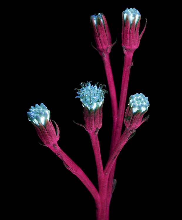 Flores fluorescentes (Foto: Reprodução/CPBurrows)