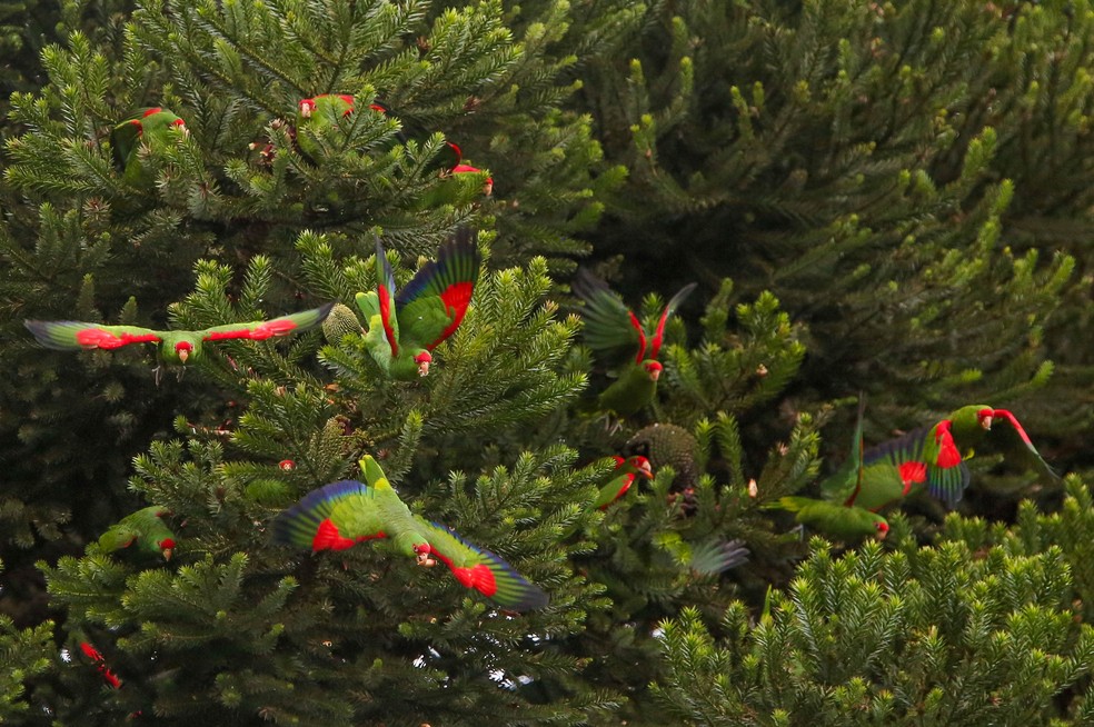 O papagaio-charão é a menor espécie entre os papagaios do Brasil. (Foto: Guilherme Battistuzzo/VC no TG)