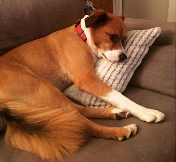 O cachorrinho Dodger, do ator Chris Evans (Foto: Instagram)