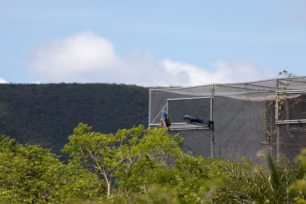 Duas araras-azul-de-lear são vistas em local onde recebem tratamento e são treinadas para serem reintroduzidas com segurança à natureza — Foto: Marcelo Brandt/G1