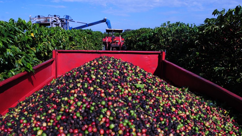 Produtores de conilon e robusta podem se associar à BSCA - Revista Globo  Rural