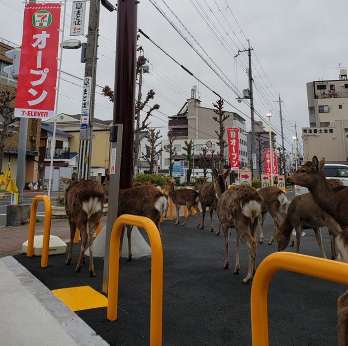 Veados na cidade de Nara, no Japão (Foto: Reprodução/Tumblr)
