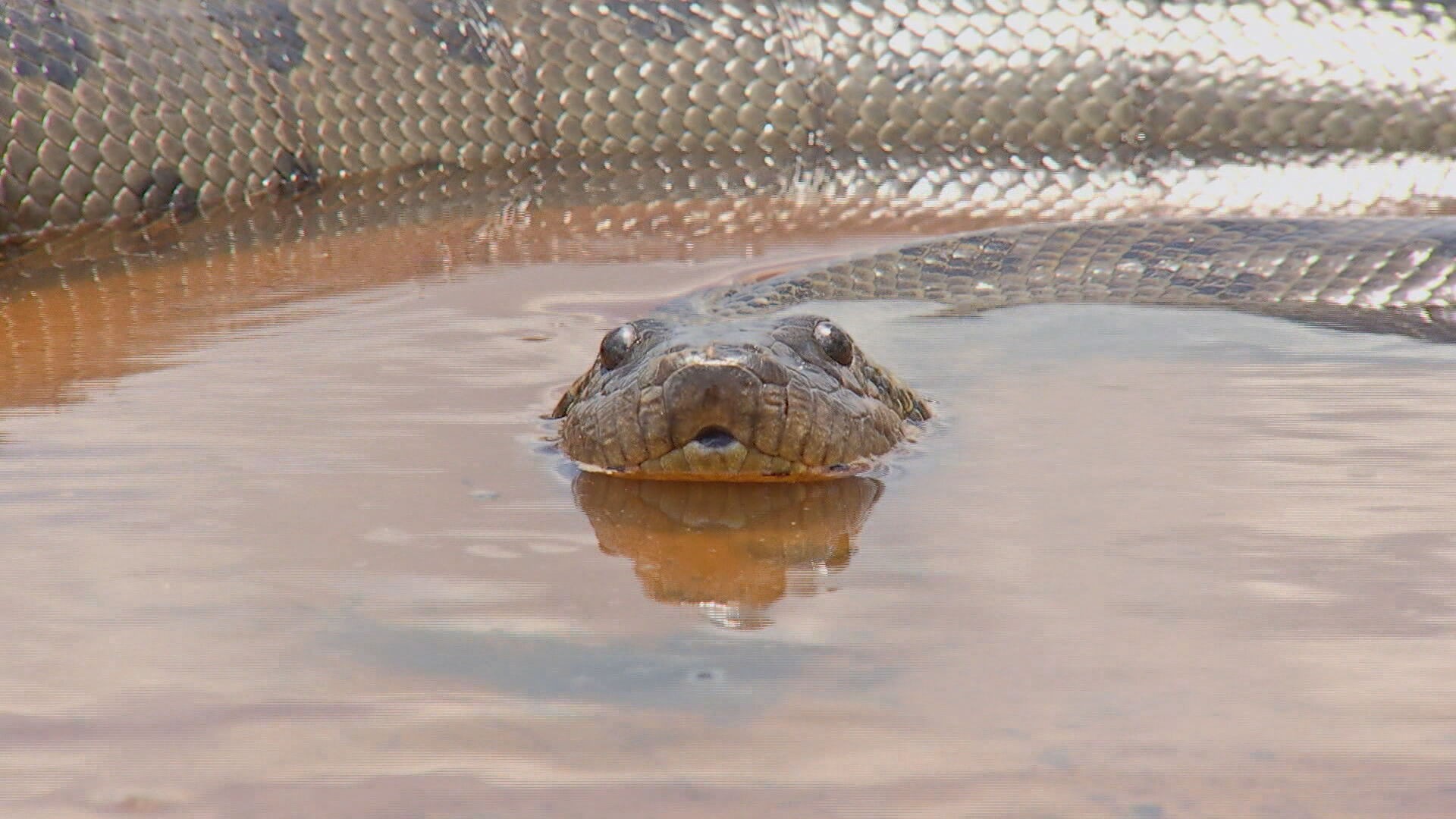 Animais recebem cuidados especiais na novela ‘Pantanal’  