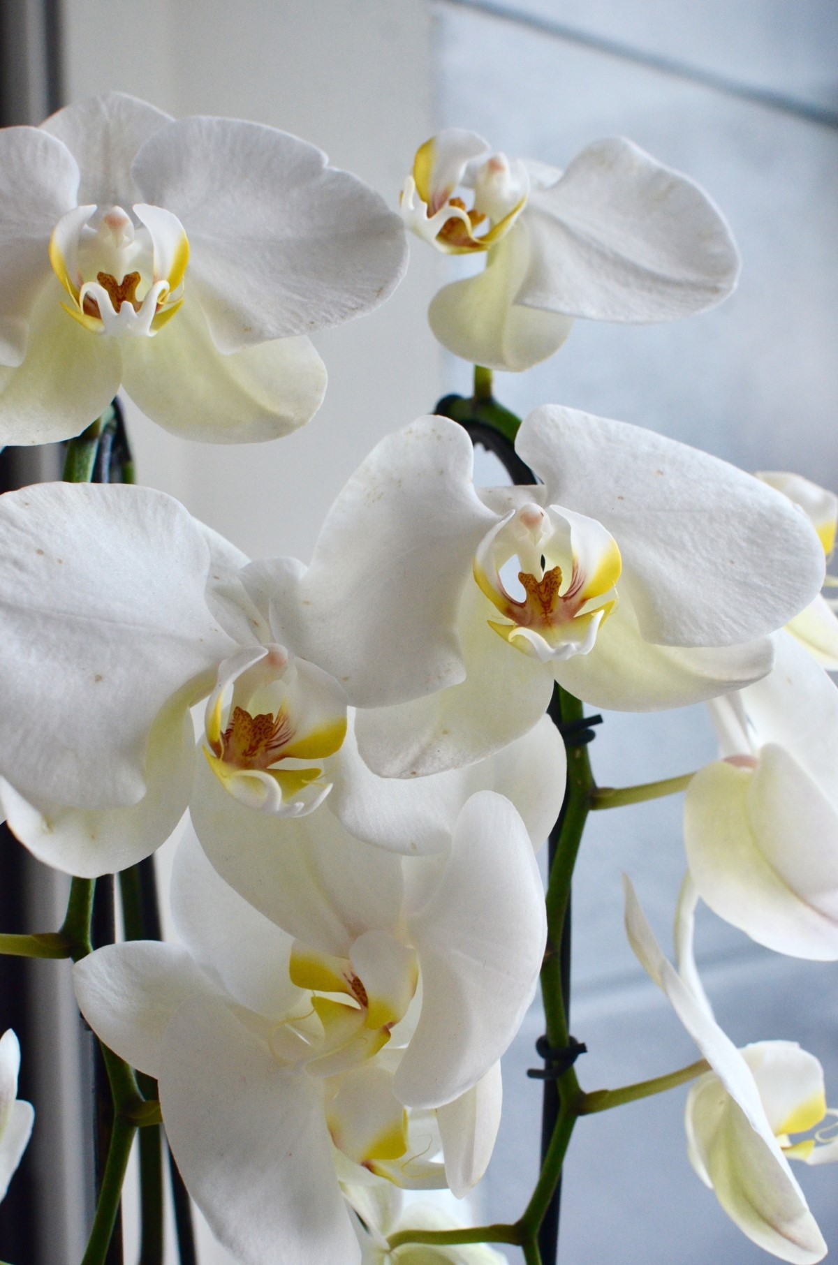 Se as folhas da orquídea estão em tom de verde muito escuro, ou com as folhas alongadas e finas pode ser sinal de falta de luz (Foto: Pexels / Skylar Kang / CreativeCommons)