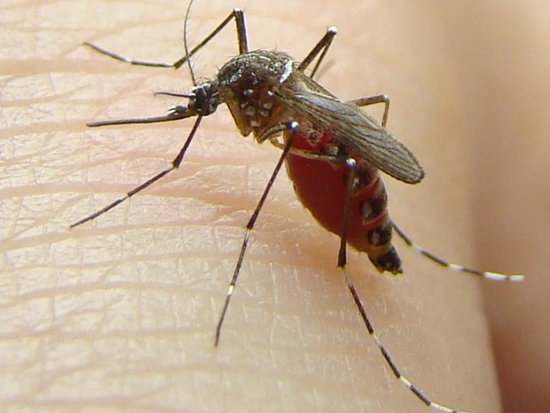 Mosquito é transmissor da Zica, Dengue e Chikungunya (Foto: Divulgação/ Uenf)