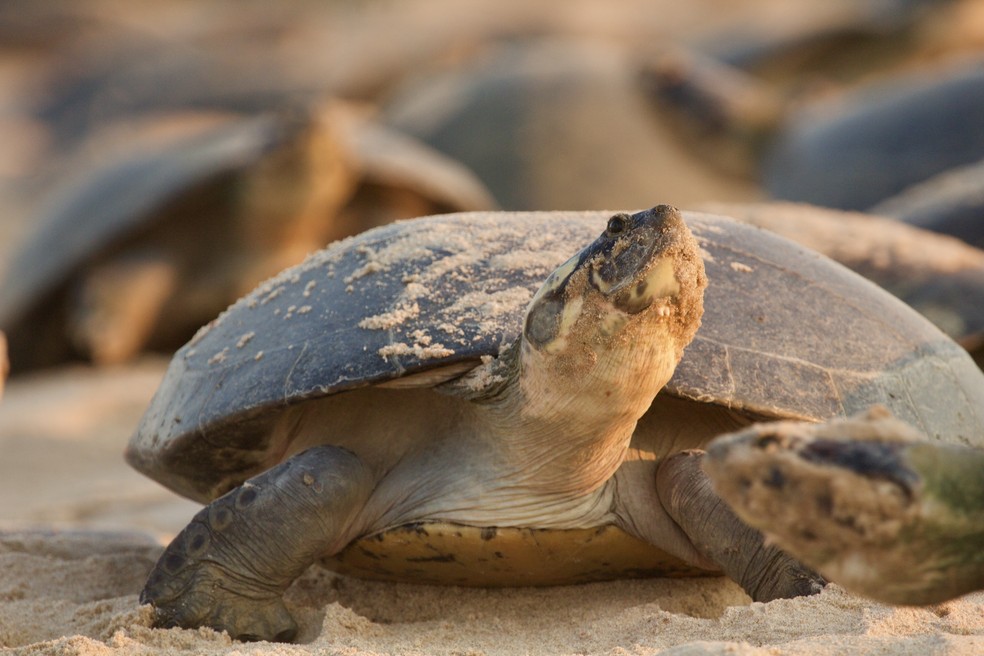 Tartaruga-da-amazônia é uma espécie de grande porte — Foto: Camila Ferrara/Arquivo Pessoal