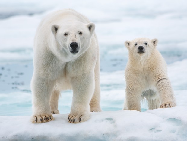 Imagem promocional do documentário "Ursa Polar", que conta a história de uma jovem ursa polar (Foto: Disney+)