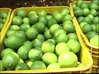Produtores de limão de Itajobi, em SP, recuperam as perdas de 2012