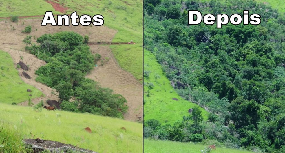 copaiba Dia Mundial do Meio Ambiente - 5 de junho