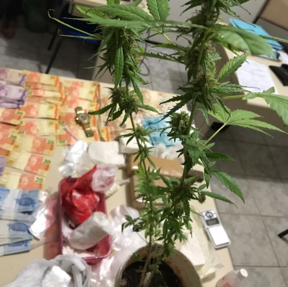Polícia apreendeu drogas e um pé de maconha com o suspeito.  (Foto: Reprodução/Polícia Civil)