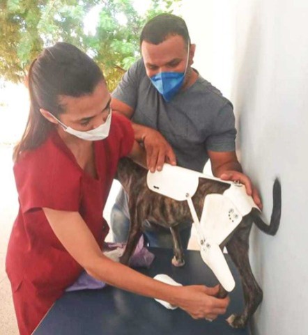 Amora, cadelinha de rua com órtese feita de cano de PVC pelo estudante de medicina veterinária, Edinaldo Pereira (Foto: Assessoria de Imprensa Loures)