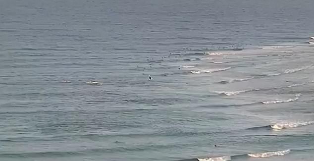 Câmera de segurança registram momento que surfista é atacado por tubarão (Foto: Reprodução)