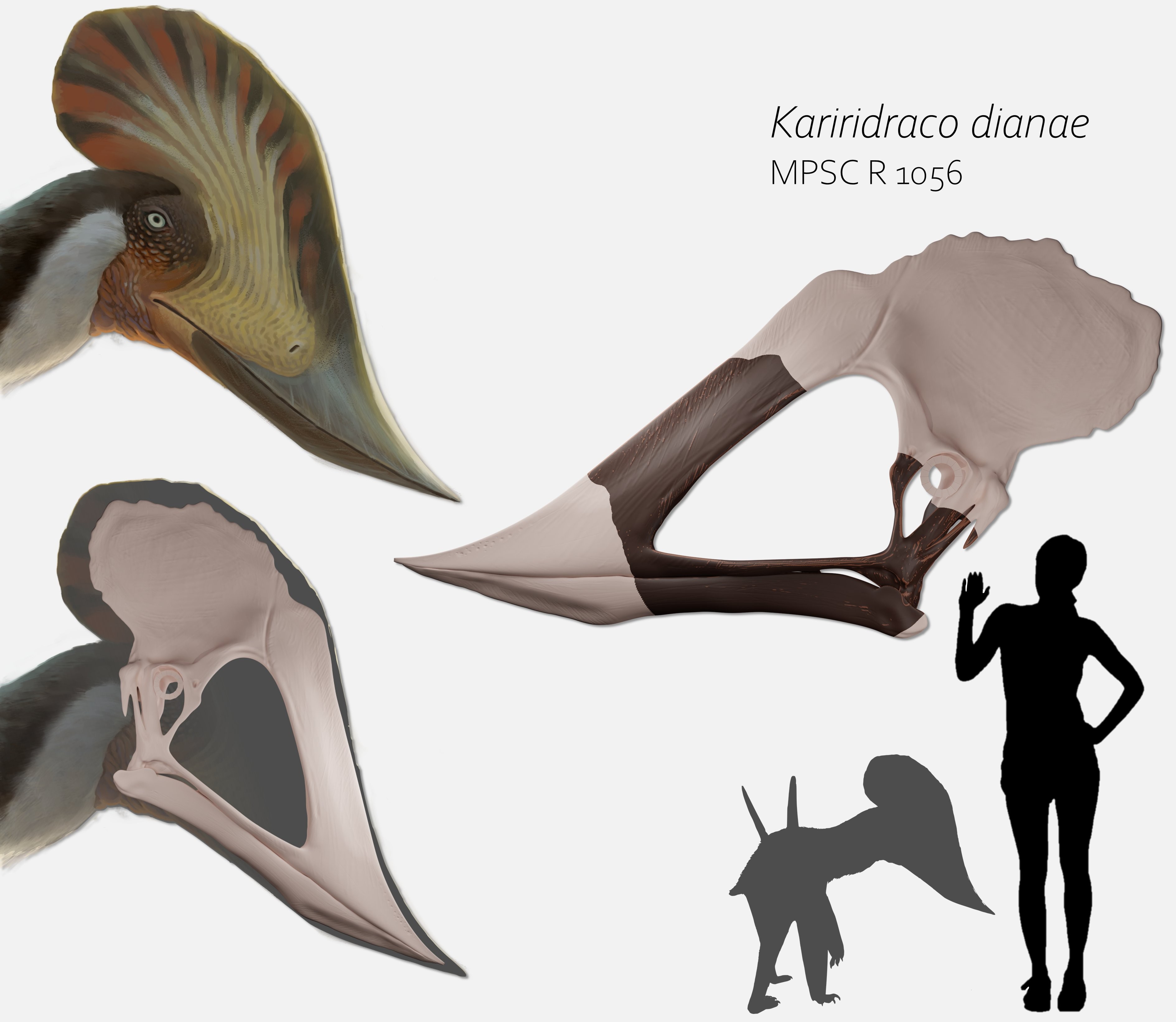 Pterossauro Kariridraco dianae pode ter tido até três metros de envergadura, segundo pesquisadores (Foto: Reprodução/Twitter/@FeliPinheir)