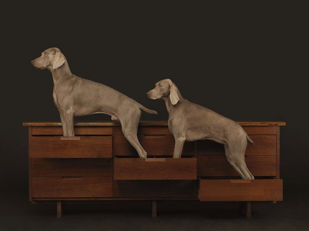 Dogs on Furniture (Foto: © William Wegman/ divulgação)