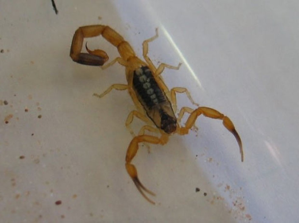 Escorpião venenoso f (Foto: Divulgação/Scottish SPCA)