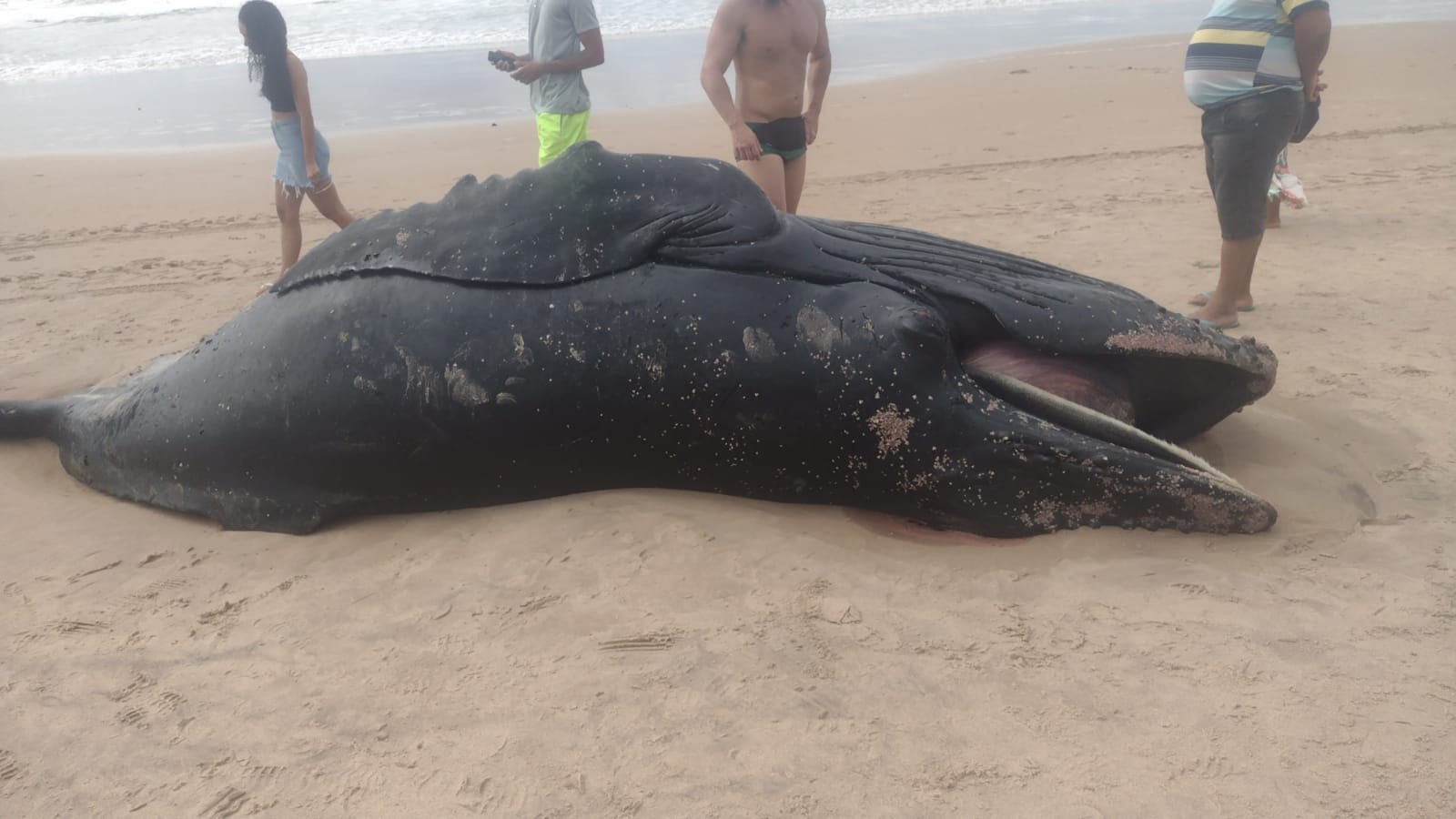 Filhote de baleia é encontrado morto em praia na Região Metropolitana de Salvador