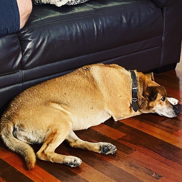 A cadela Sol (Foto: Reprodução/Instagram)