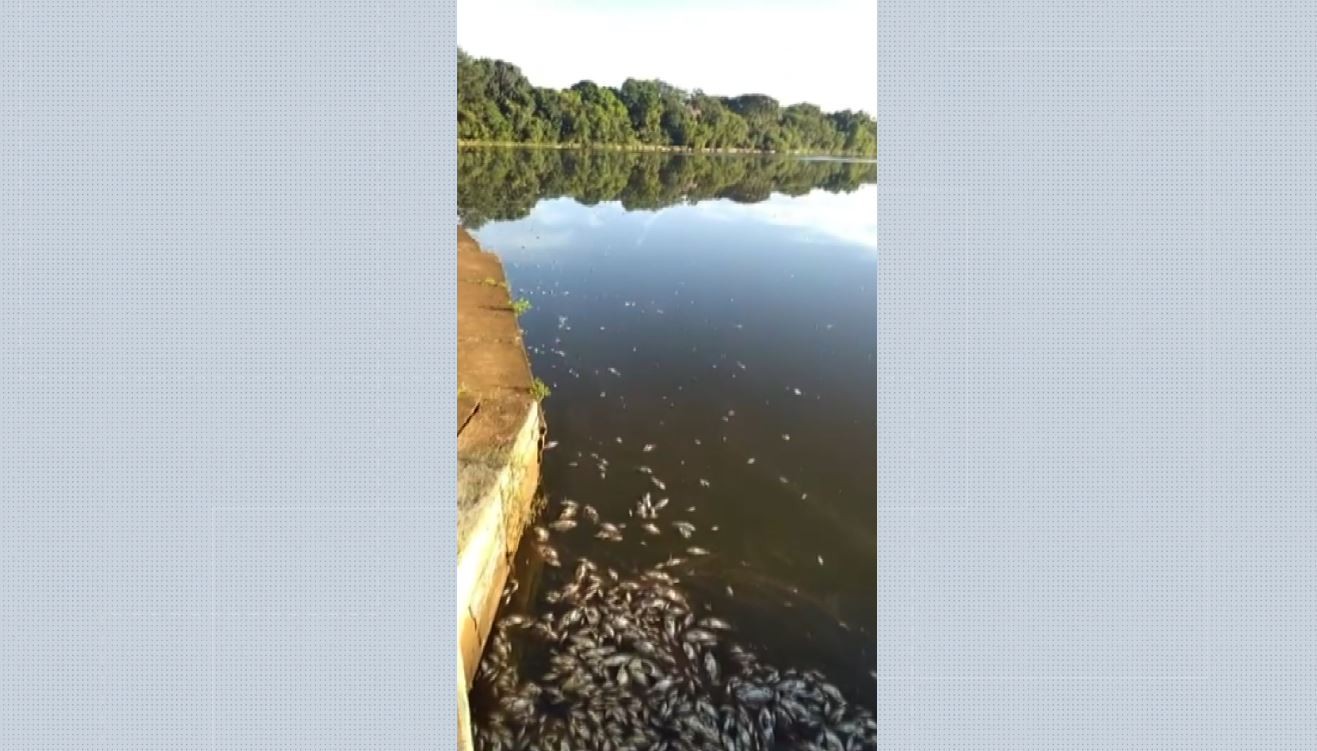 Gerente da Cetesb vê baixa oxigenação e assoreamento em lagoa com peixes mortos em Morro Agudo, SPon abril 13, 2023 at 5:49 pm