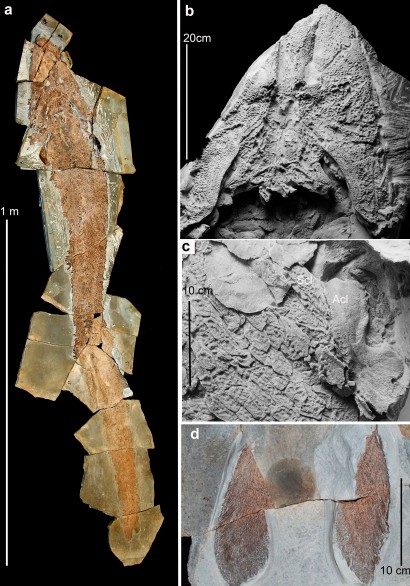 Fóssil foi encontrado no extremo leste do Canadá (Foto: Flinders University/Nature)