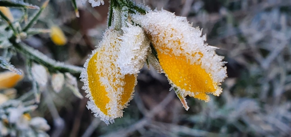 Geada em São Joaquim em 04 de julho de 2021 — Foto:  Mycchel Legnaghi / São Joaquim Online