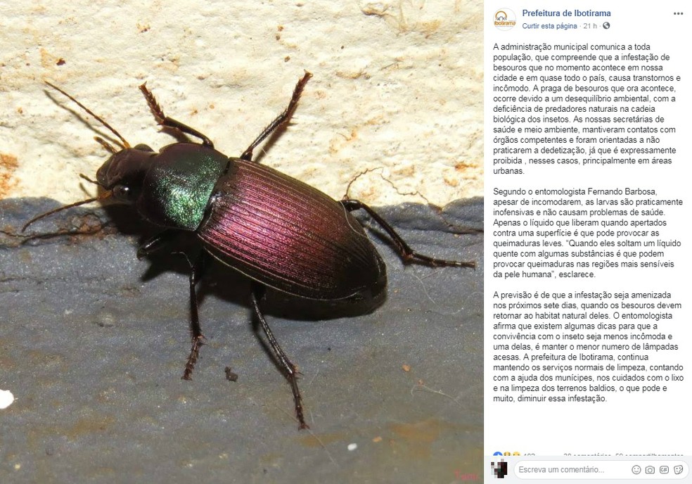 Nota da prefeitura de Ibotirama sobre a infestação de besouros na cidade — Foto: Reprodução/Redes Sociais