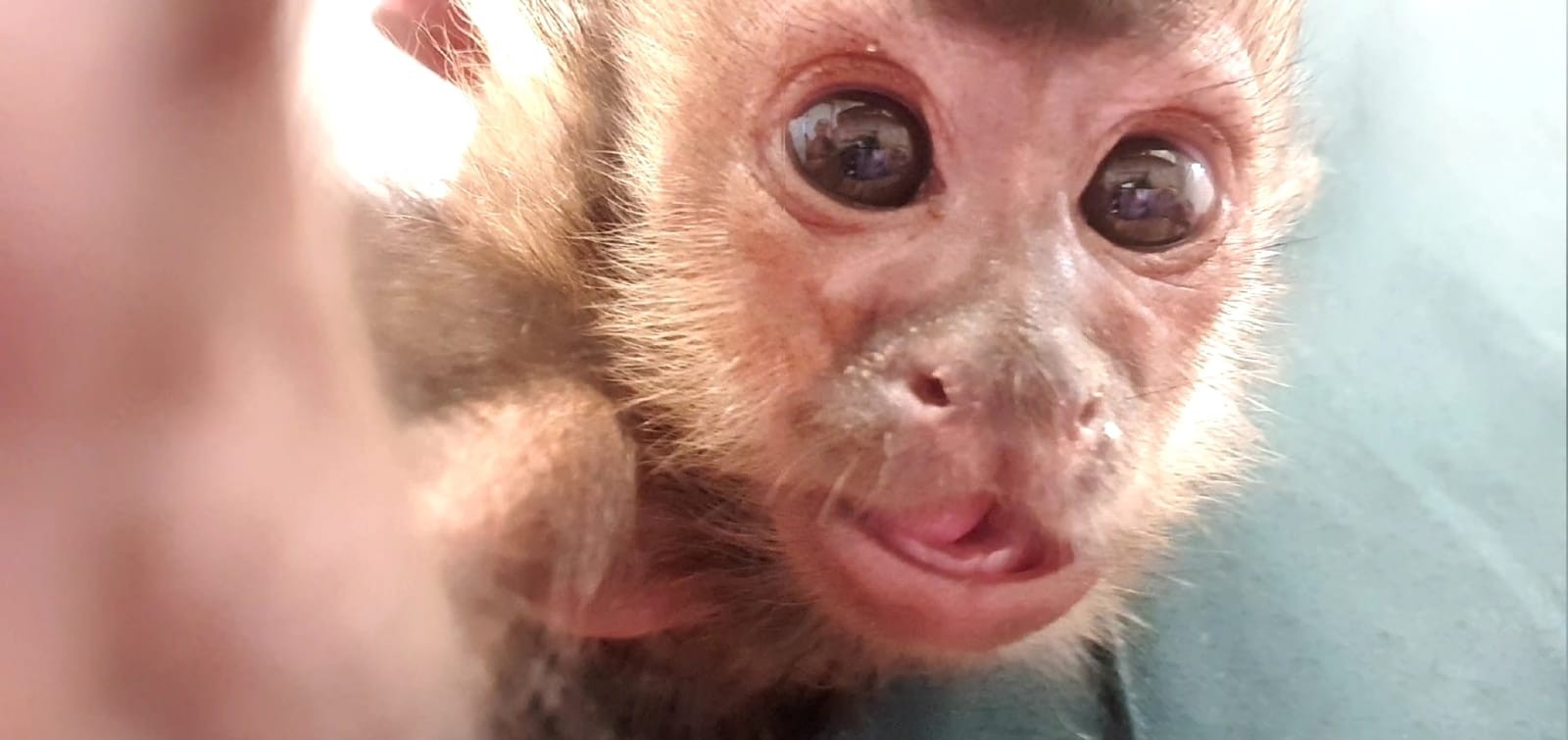 Filhote de macaco-prego resgatado em SC bate mão na tela do celular e é registrado em foto que parece 'selfie'