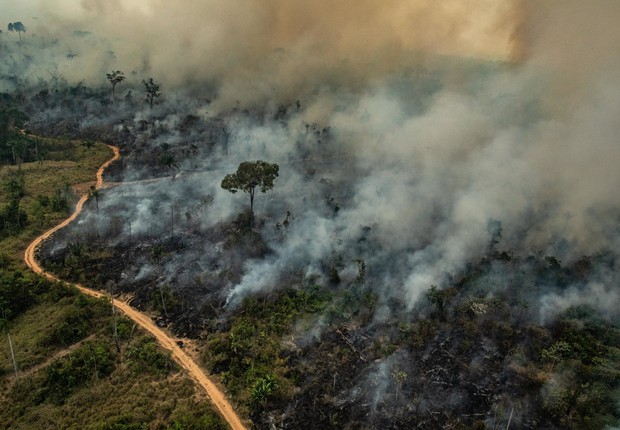 Queimadas na Amazônia (Foto: Victor Moriyama / Greenpeace / Divulgação)