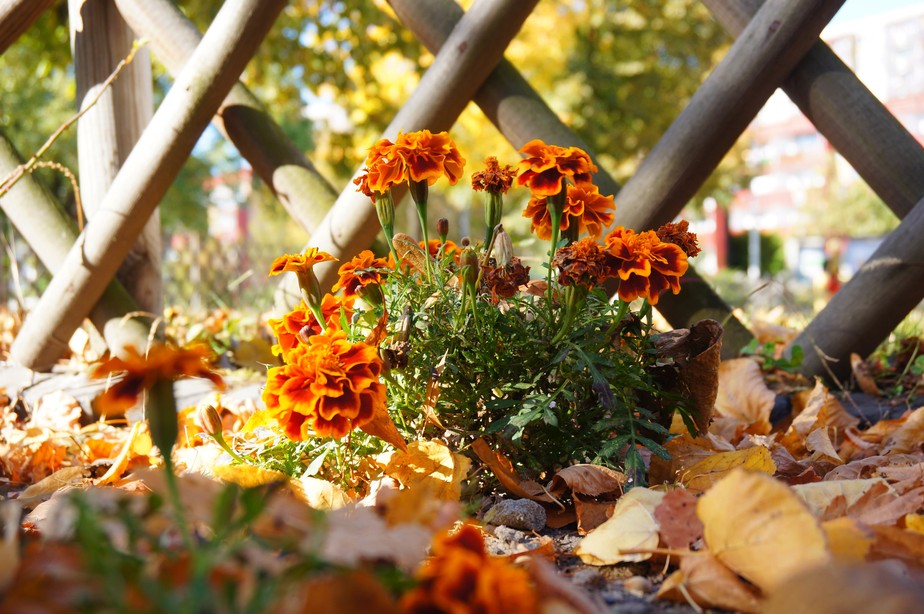 Enquanto algumas plantas perdem suas folhas, outras florescem durante o outono