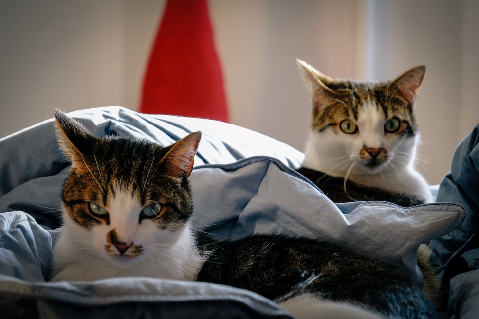 Mesmo gatos que só ficam em casa devem ser vacinados — Foto: Pexels / Francesco Ungaro/ CreativeCommons