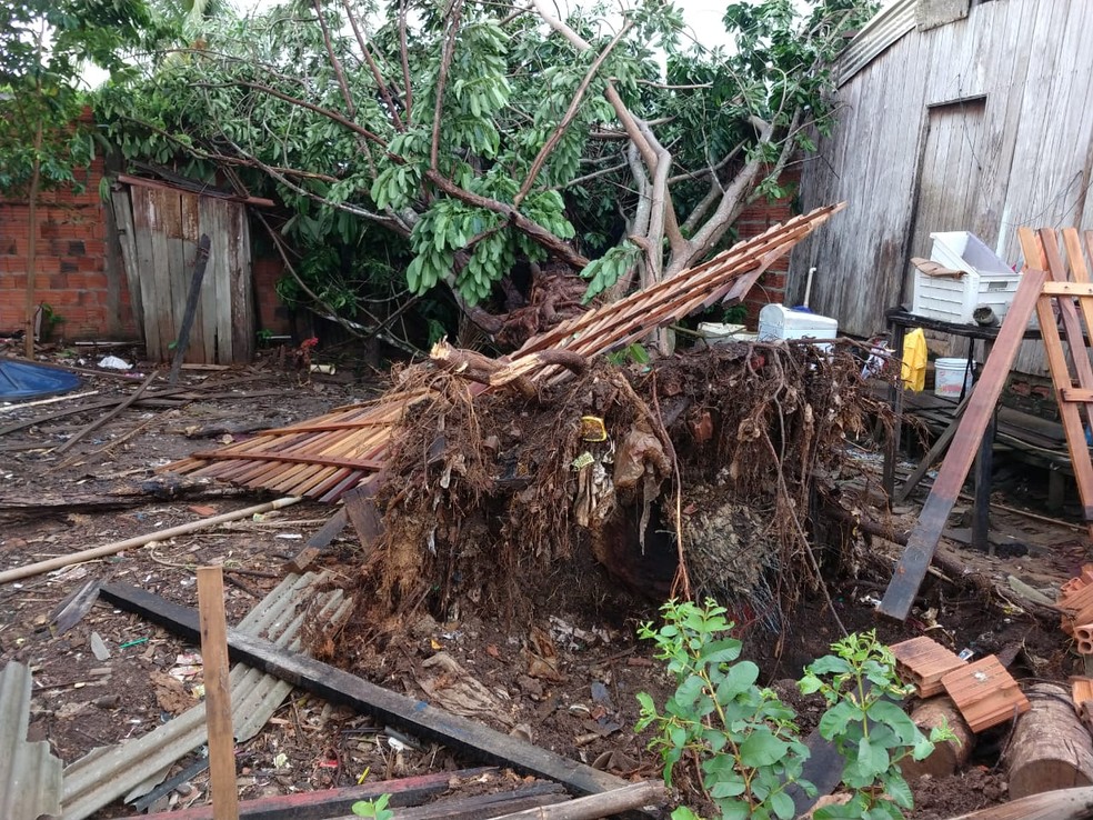 Em Rio Branco, temporal arranca árvores, destelha casas e assusta moradores | Acre | G1