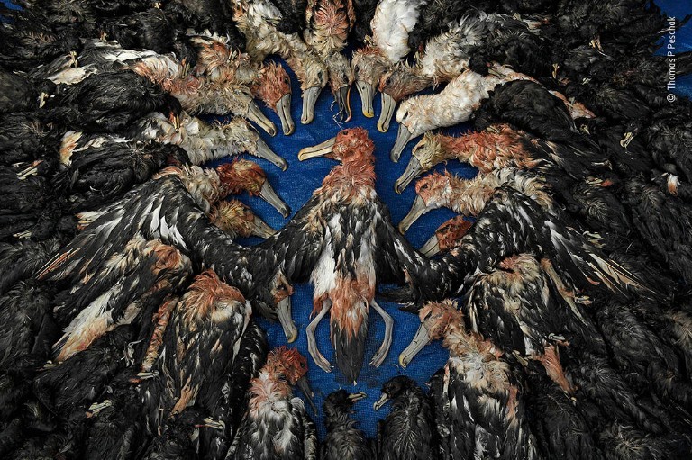 Memorial aos albatrozes (Foto: Thomas P Peschak/Wildlife Photographer of the Year)